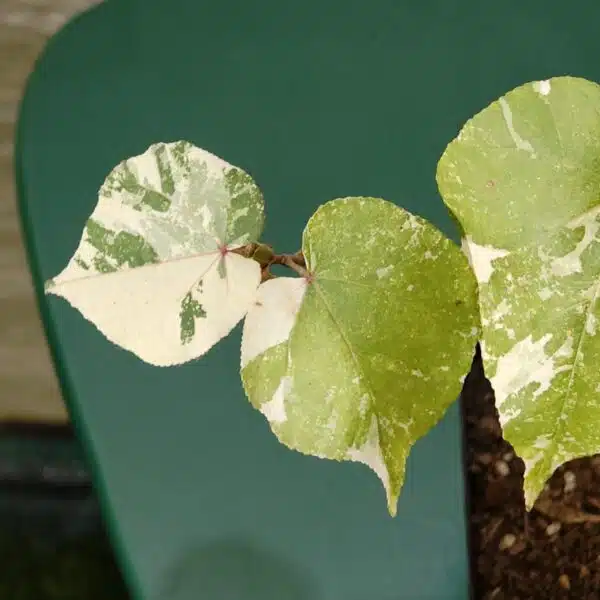 Hibiscus Tiliaceus (Sea Hibiscus) Variegated - Image 4