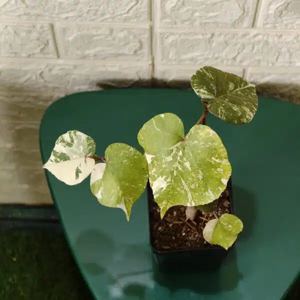 Hibiscus Tiliaceus (Sea Hibiscus) Variegated - Image 5