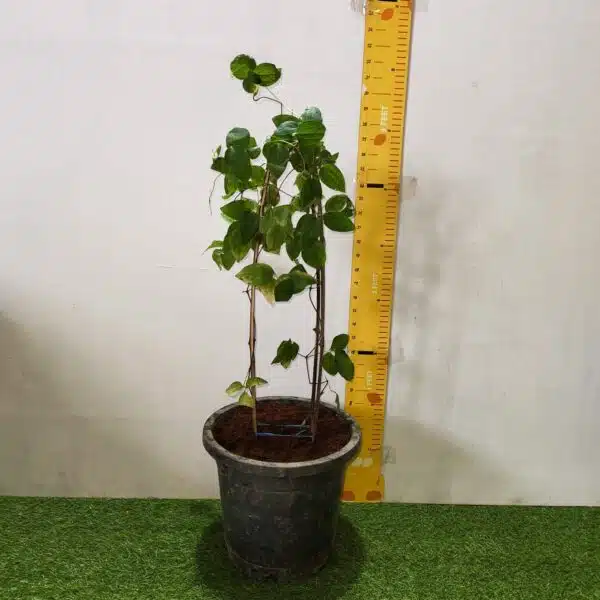 Clematies (Purple Flower) - Image 3