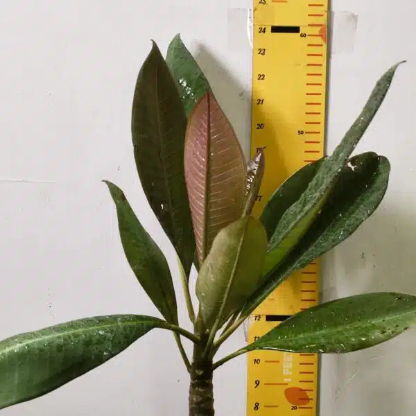 Red Plumeria/Frangipani flower/champa Plant - Image 3