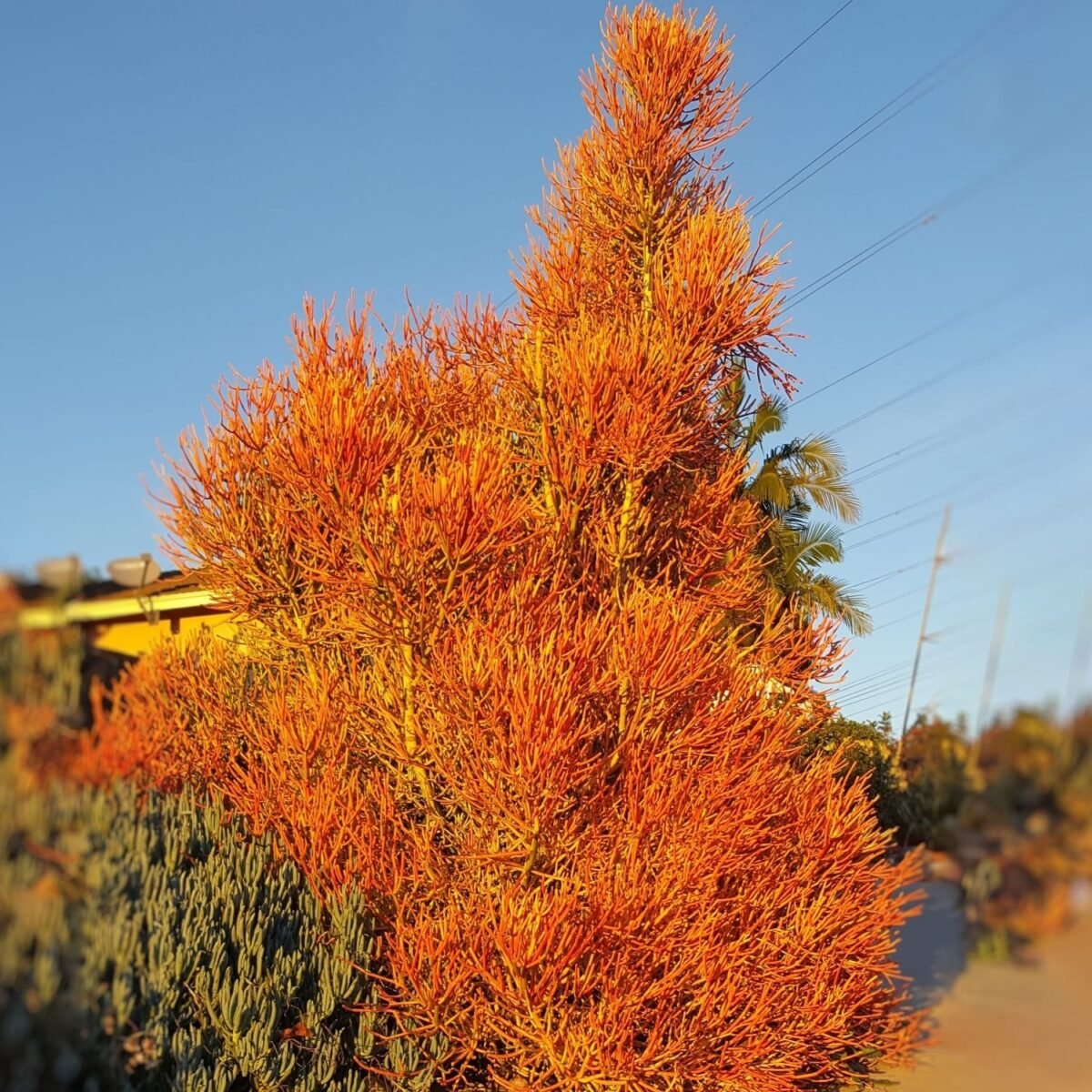Euphorbia Tirucalli/ Fire Stick (Sticks on Fire/Red Pencil Cactus) Plant - Image 10