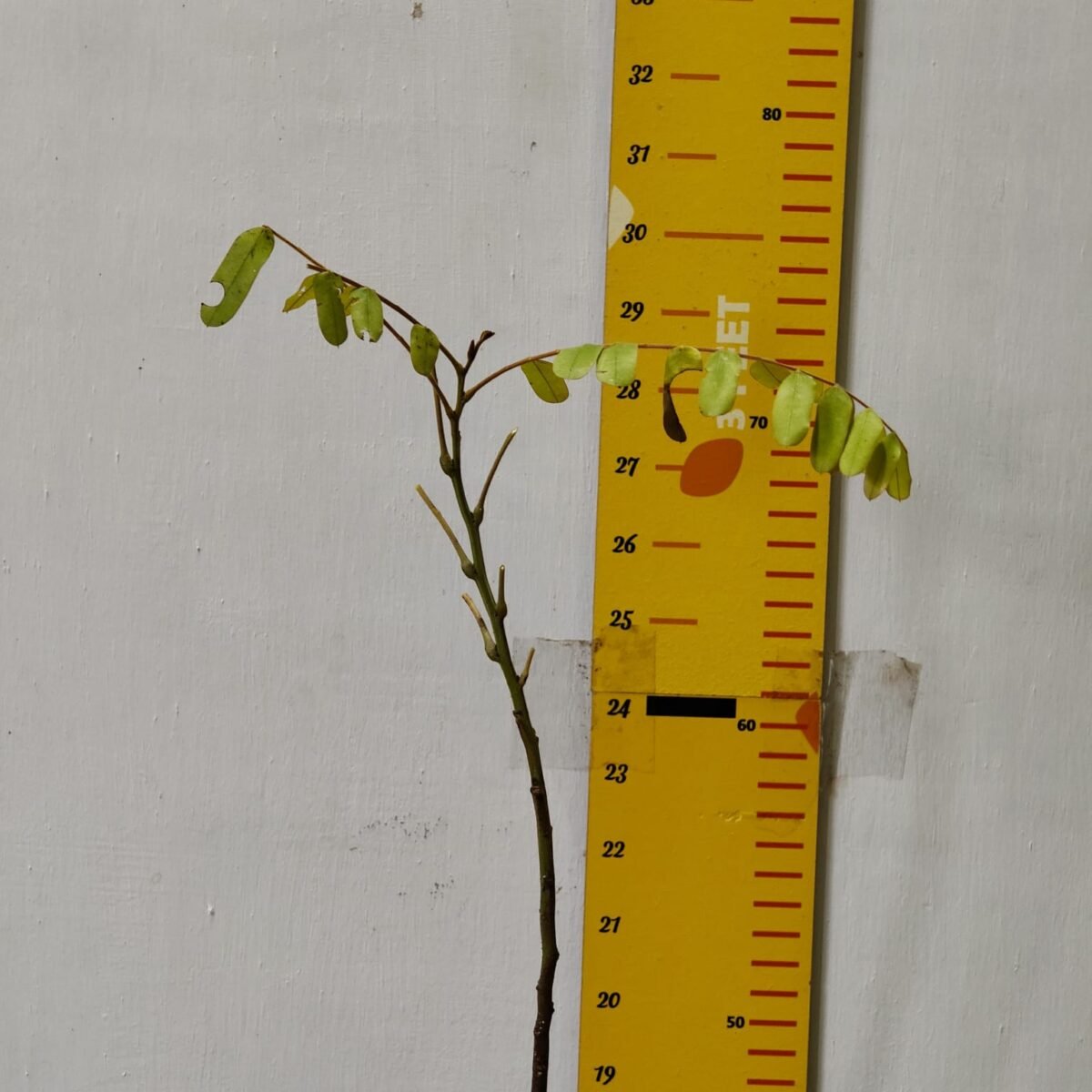 Cassia Javanica (pink shower, apple blossom, rainbow shower and Palawan cherry) Tree - Image 4