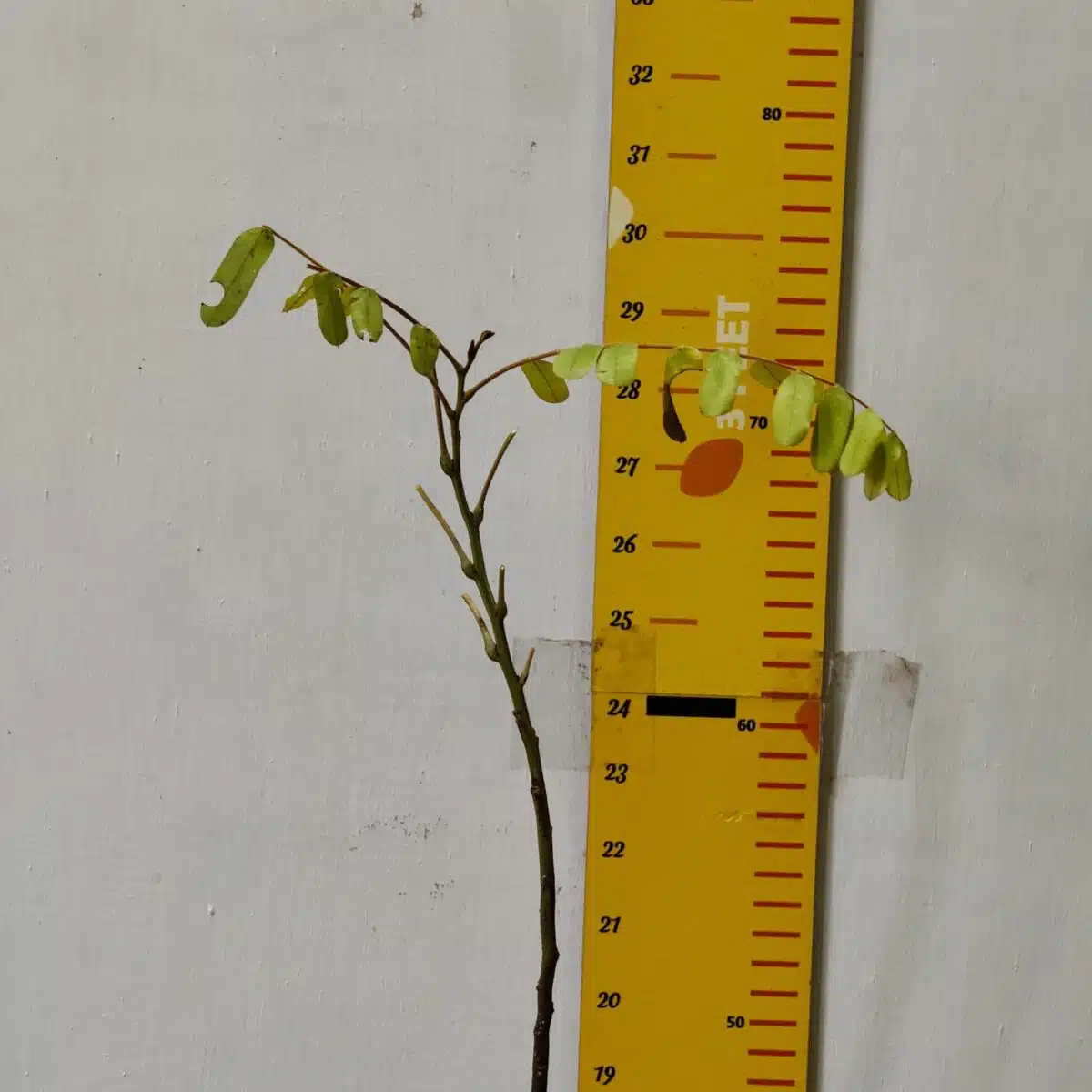 Cassia Javanica (pink shower, apple blossom, rainbow shower and Palawan cherry) Tree - Image 4