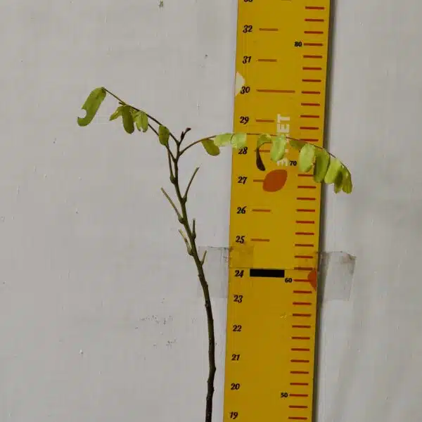 Cassia Javanica (pink shower, apple blossom, rainbow shower and Palawan cherry) Tree - Image 4