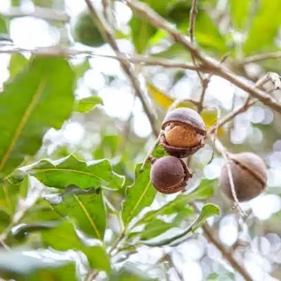 Macadamia Nut Tree Live Plant - Image 16