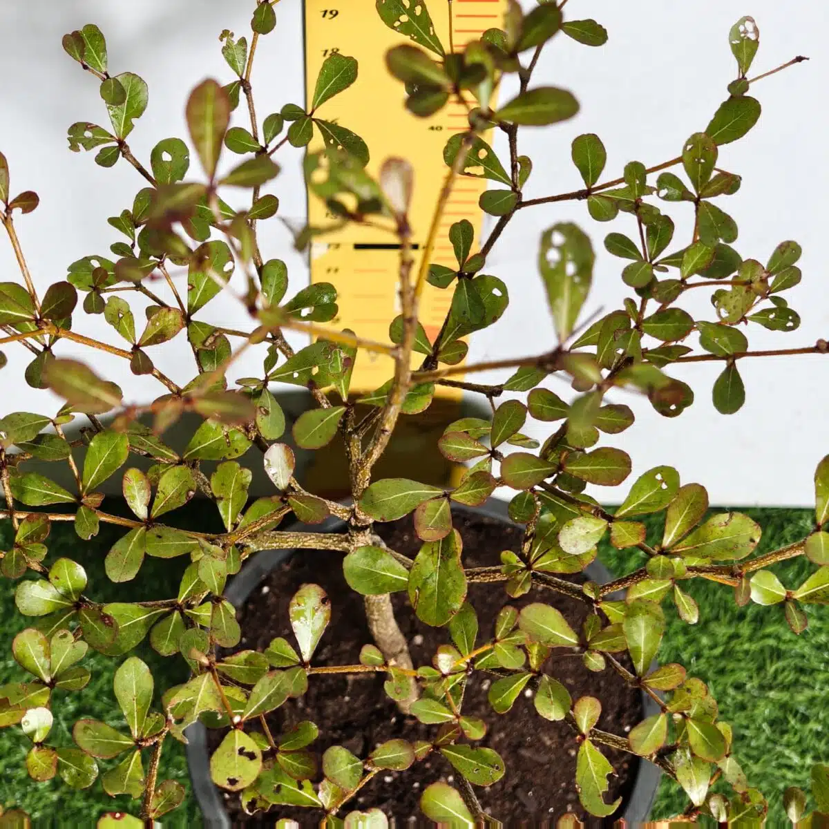 Terminalia Mantaly - Image 11