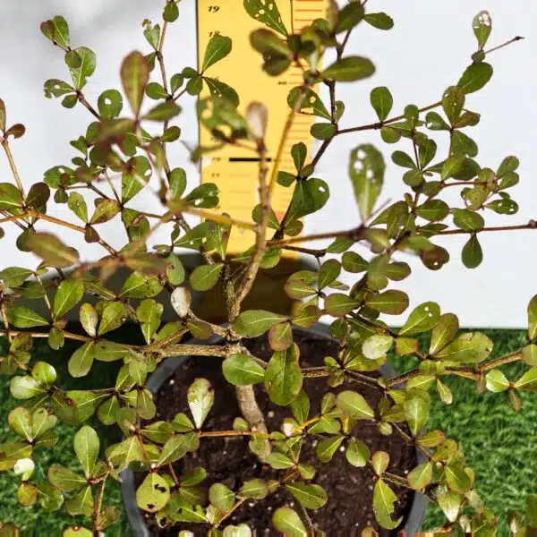 Terminalia Mantaly - Image 11