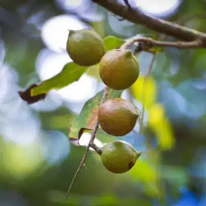 Macadamia Nut Tree Live Plant - Image 15