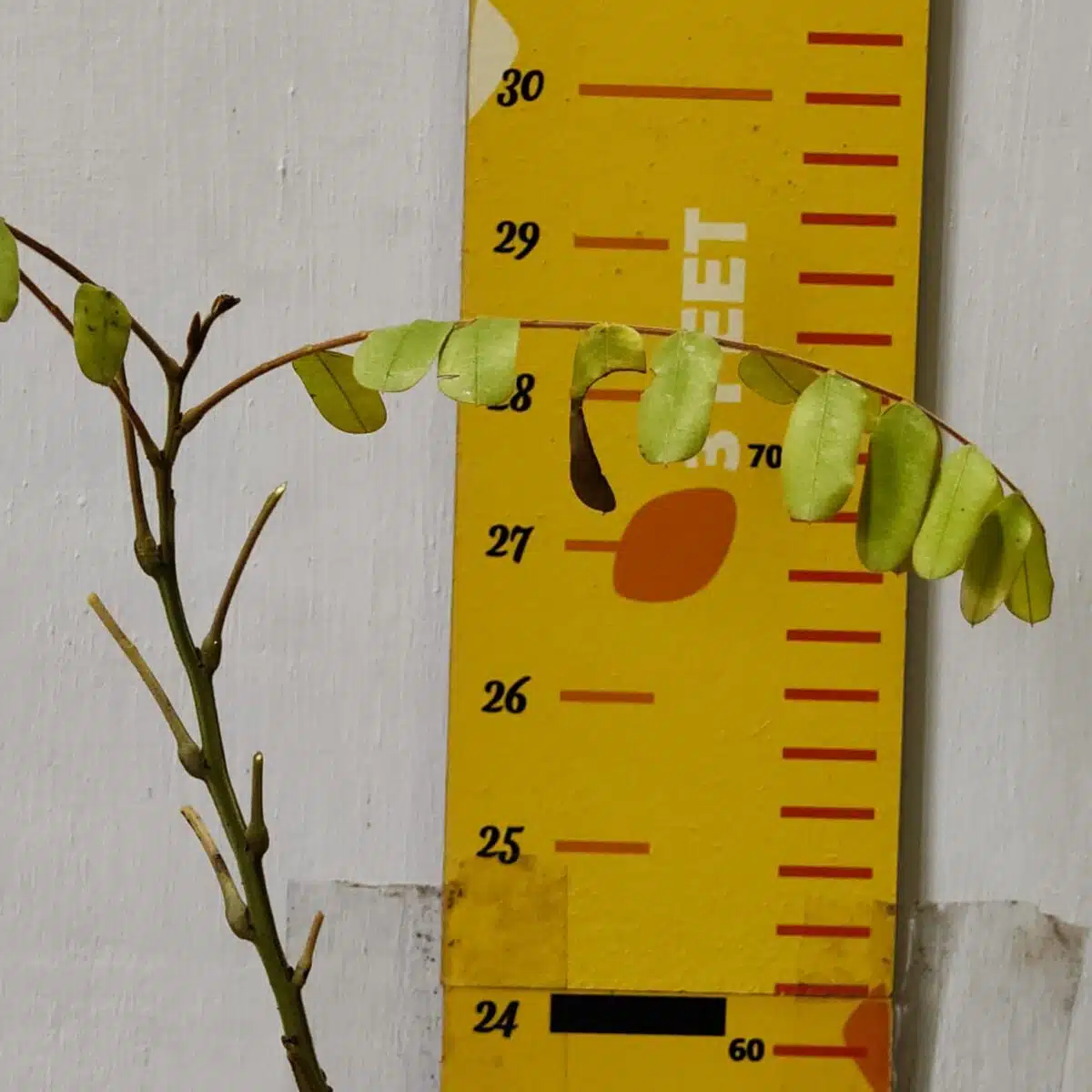 Cassia Javanica (pink shower, apple blossom, rainbow shower and Palawan cherry) Tree - Image 5