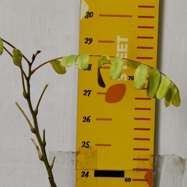 Cassia Javanica (pink shower, apple blossom, rainbow shower and Palawan cherry) Tree - Image 5