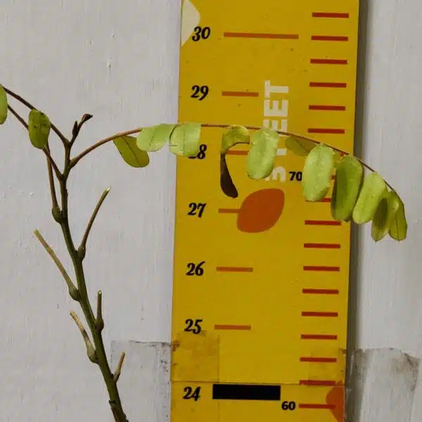 Cassia Javanica (pink shower, apple blossom, rainbow shower and Palawan cherry) Tree - Image 5