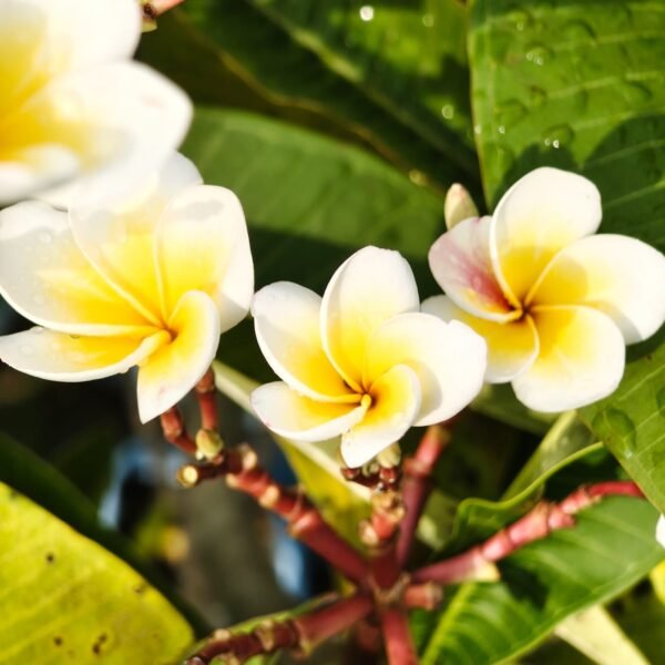 Plumeria White Yellow - Image 10