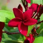 Red Plumeria/Frangipani flower/champa Plant