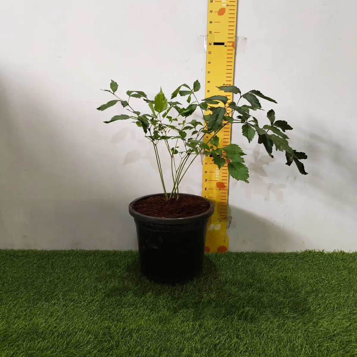 Astilbe (White) Flowering Plant - Image 2