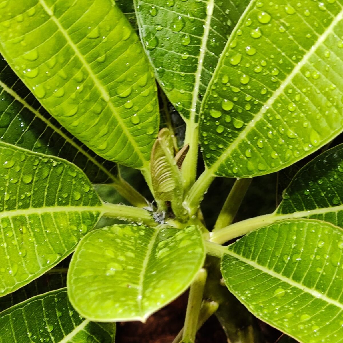 Plumeria White Yellow - Image 14