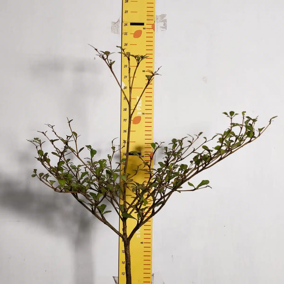 Terminalia Mantaly - Image 3