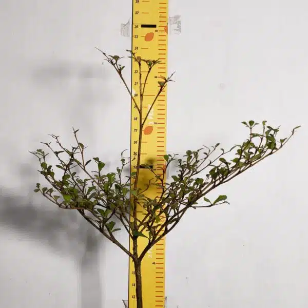 Terminalia Mantaly - Image 3