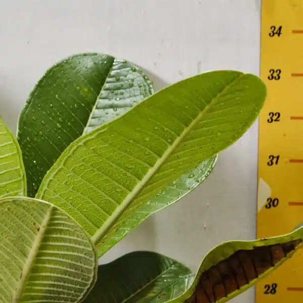 Plumeria White Yellow - Image 6