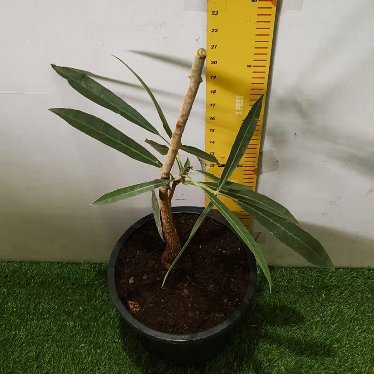 Tabebuia aurea (Tabebuia Argentea) Silver Golden Bell Trumpet tree - Image 8