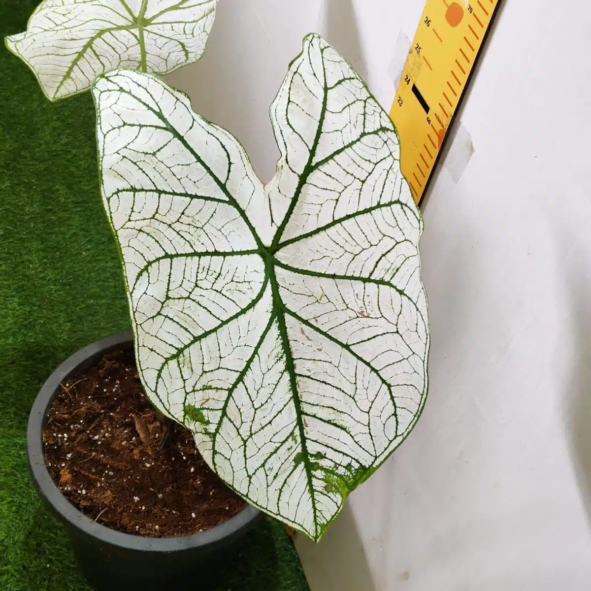 Caladium "Candidum" (Allure) - Image 10