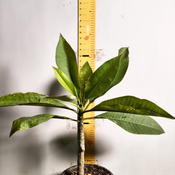 Plumeria White Yellow - Image 12