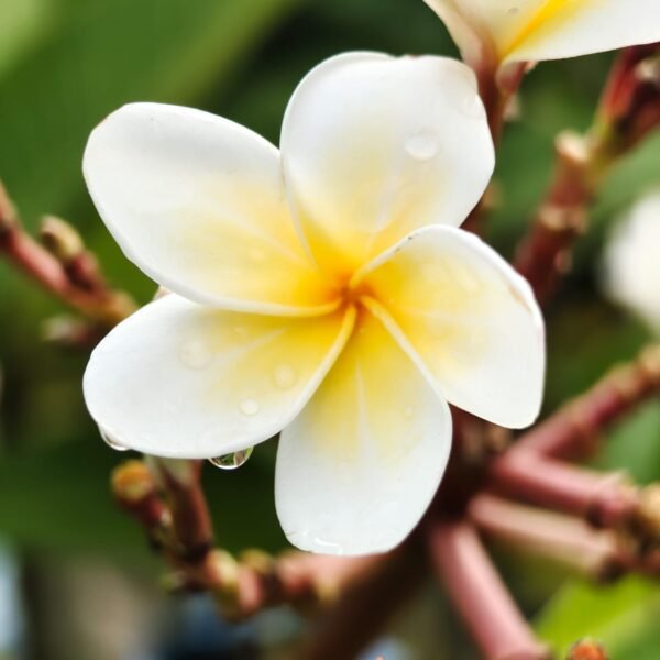 Plumeria White Yellow - Image 2