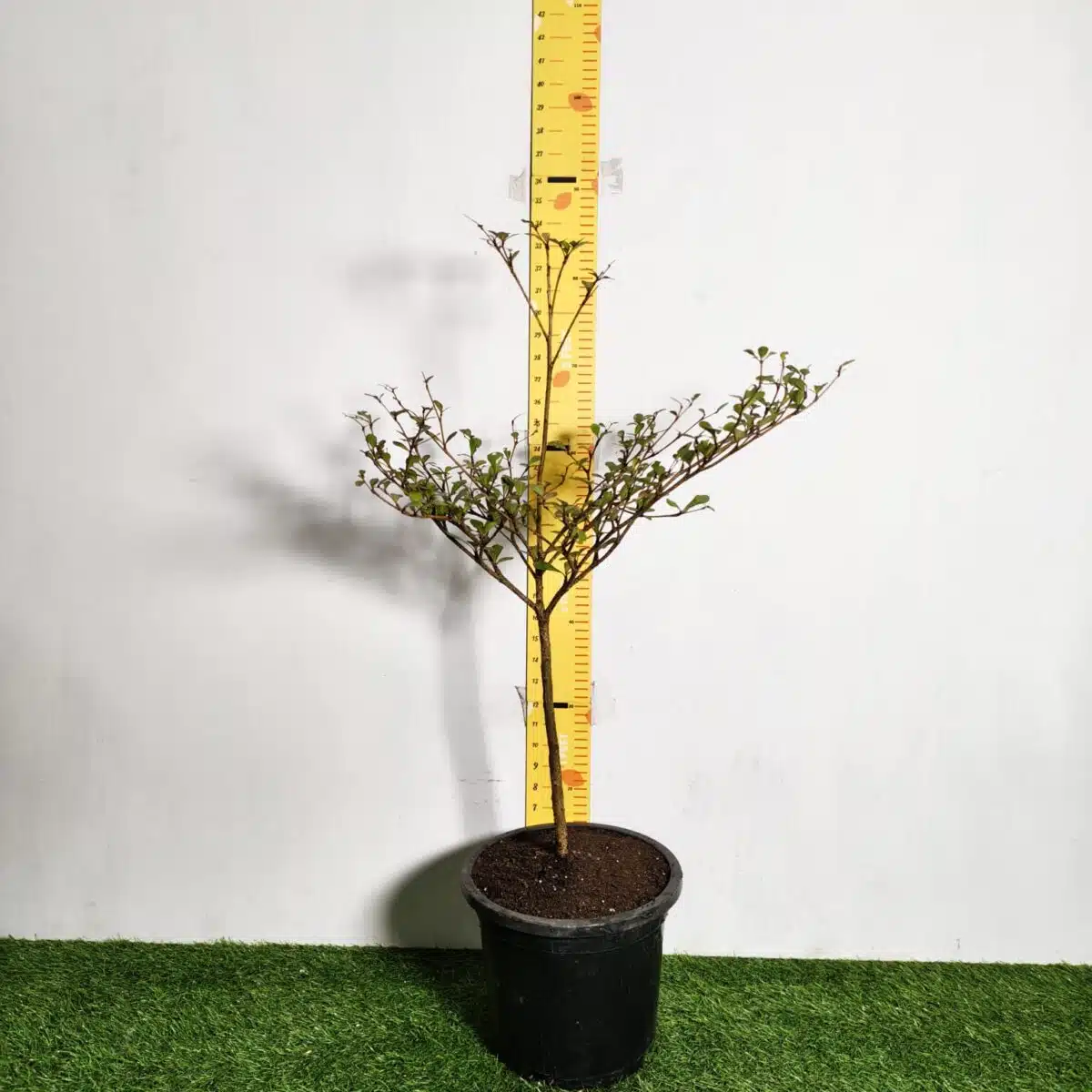 Terminalia Mantaly - Image 2