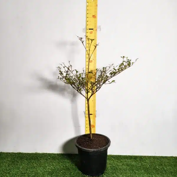 Terminalia Mantaly - Image 2