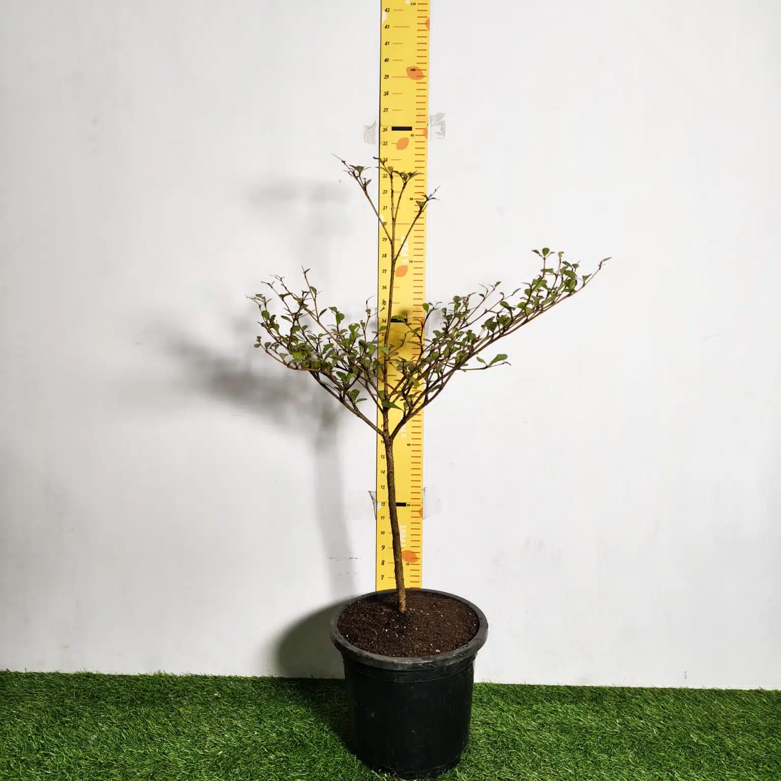 Terminalia Mantaly - Image 2