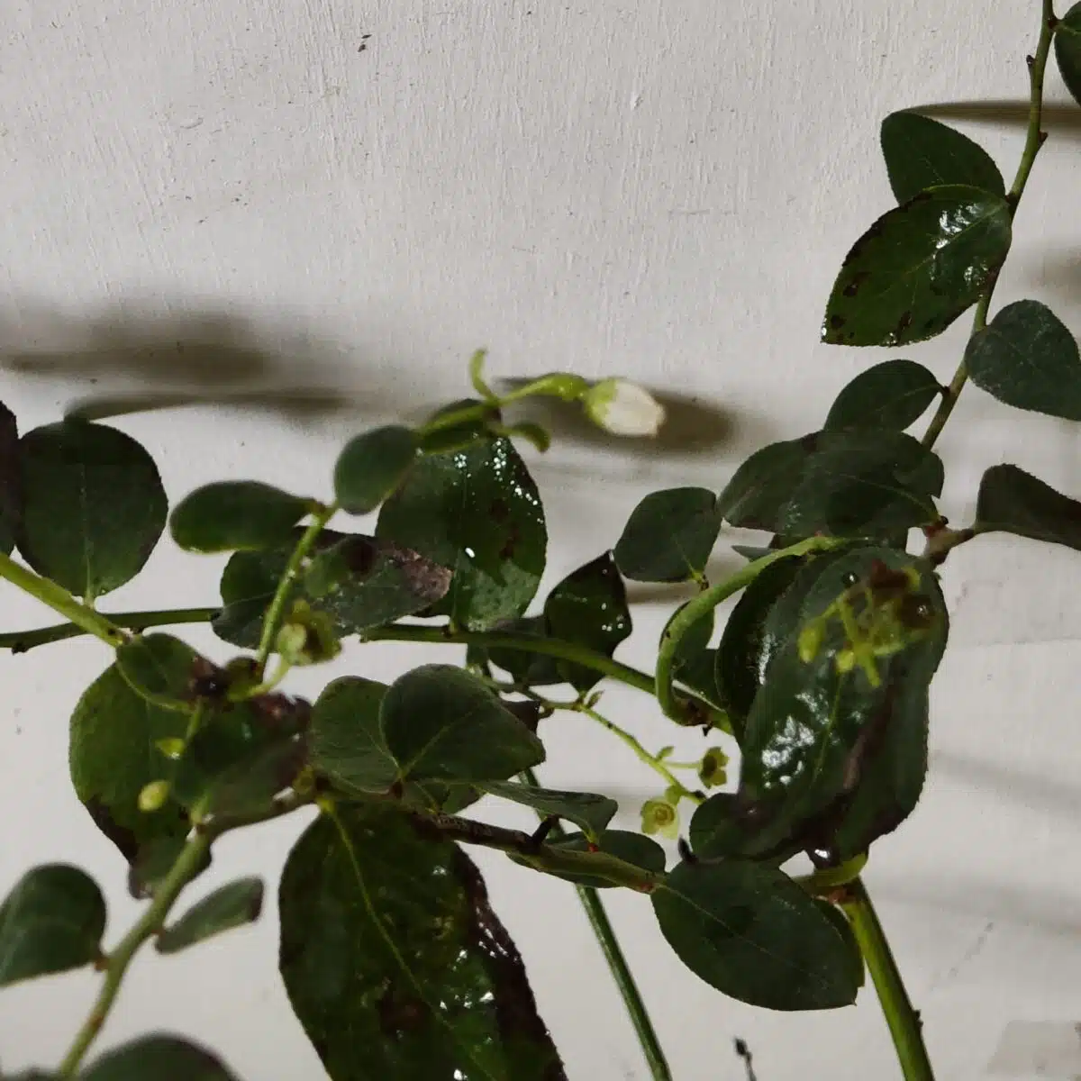 Blueberry Plant (Berryland Blue No.1) - Image 27