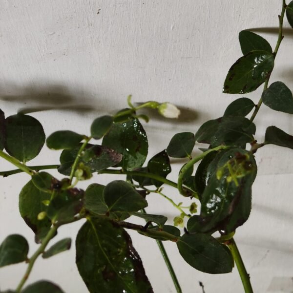 Blueberry Plant (Berryland Blue No.1) - Image 27
