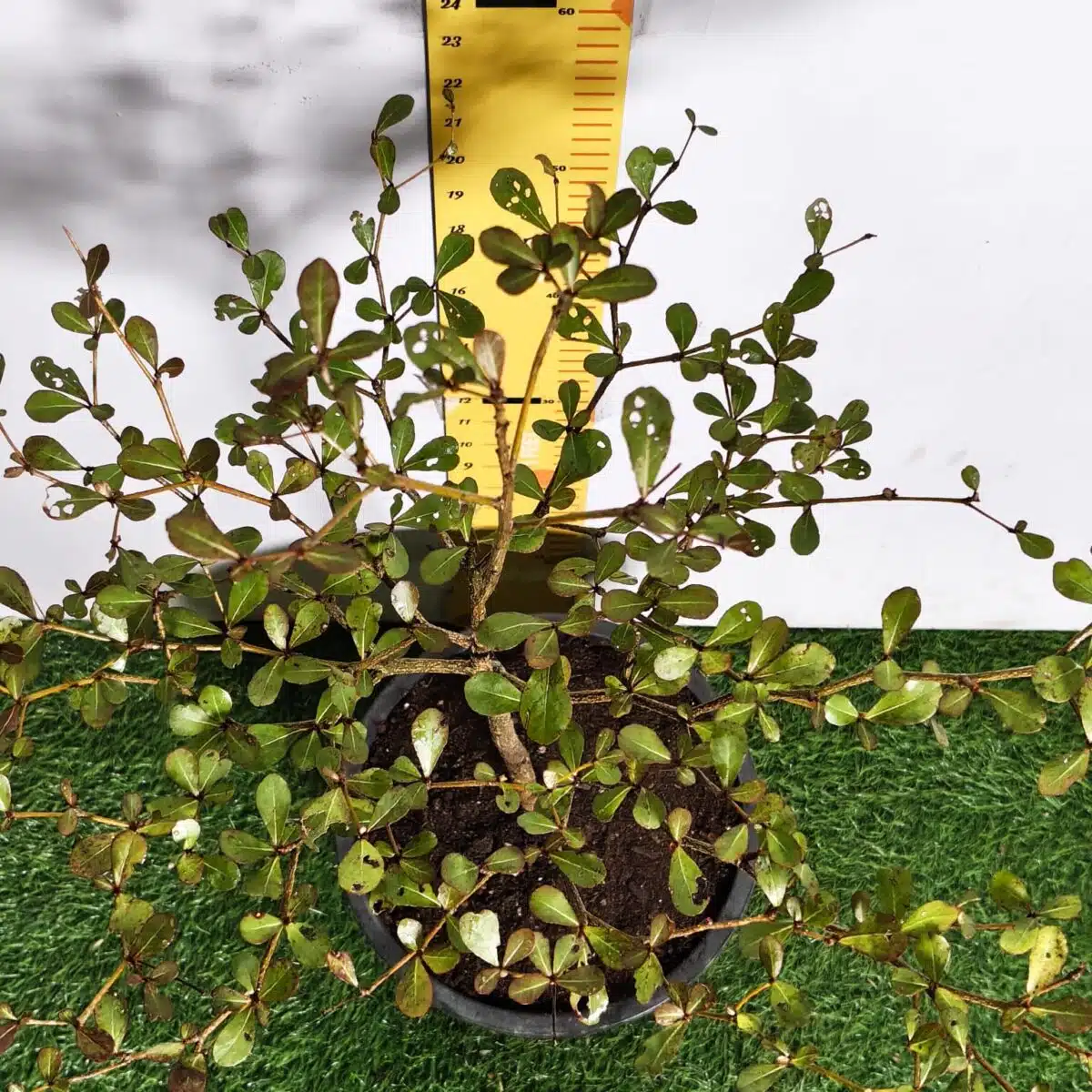 Terminalia Mantaly - Image 9