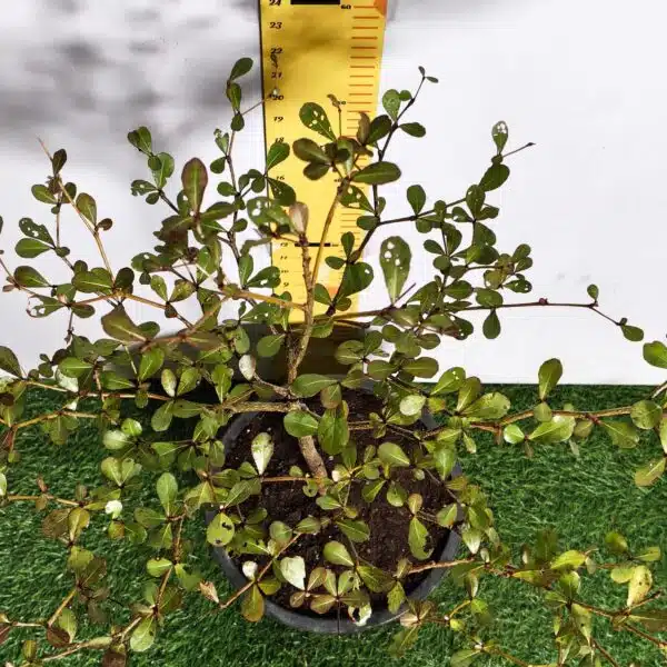 Terminalia Mantaly - Image 9