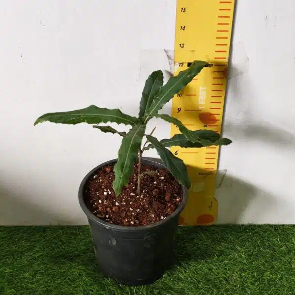 Macadamia Nut Tree Live Plant - Image 7