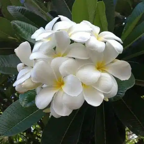 Plumeria/Frangipani (White )
