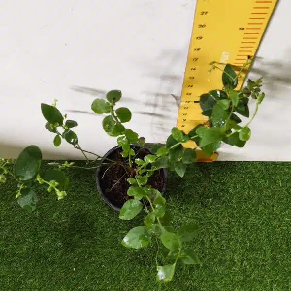 Blueberry Plant (Berryland Blue No.1) - Image 6