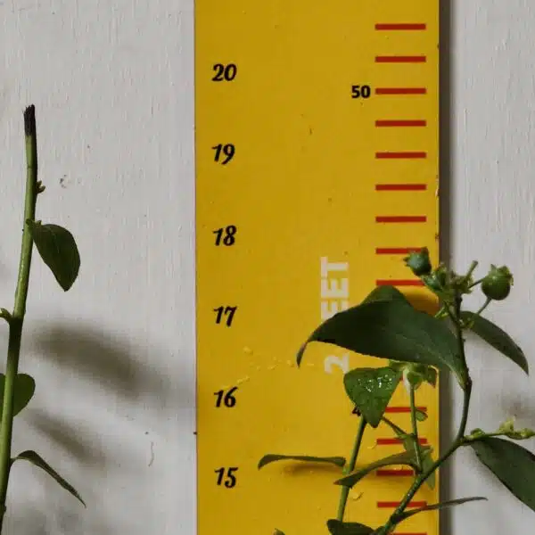 Blueberry Plant (Berryland Blue No.1) - Image 12