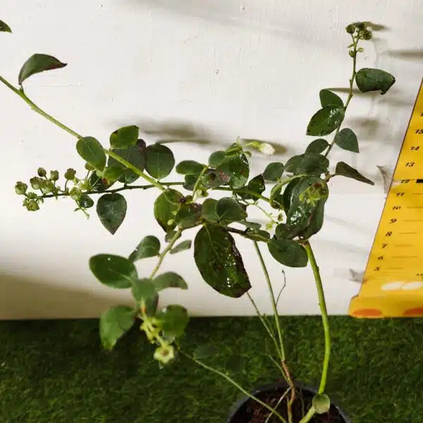 Blueberry Plant (Berryland Blue No.1) - Image 29