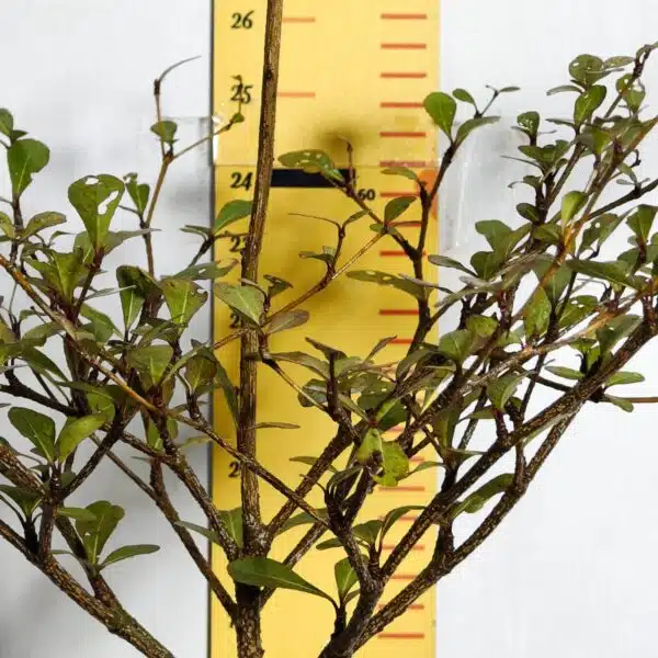 Terminalia Mantaly - Image 6