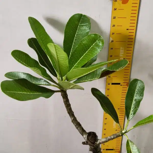 Plumeria White Yellow - Image 4