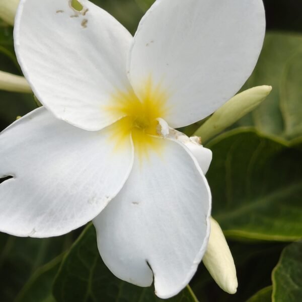 Plumeria/Frangipani (White ) - Image 10