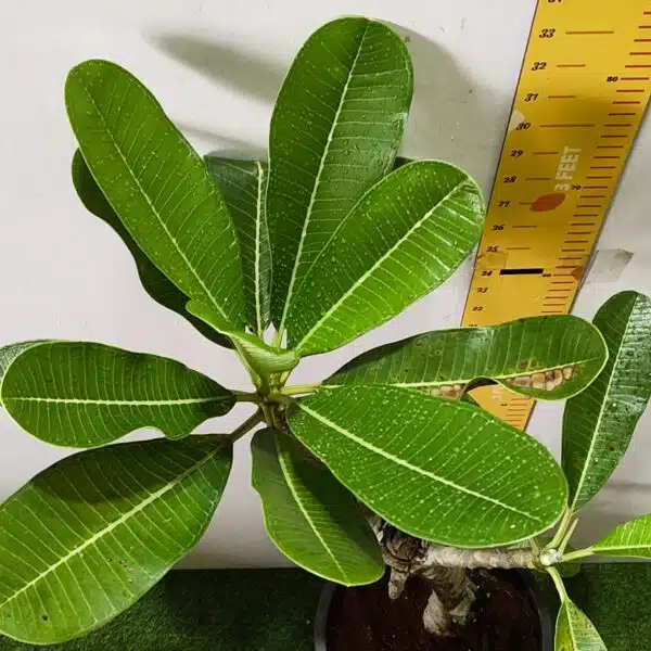 Plumeria White Yellow - Image 10