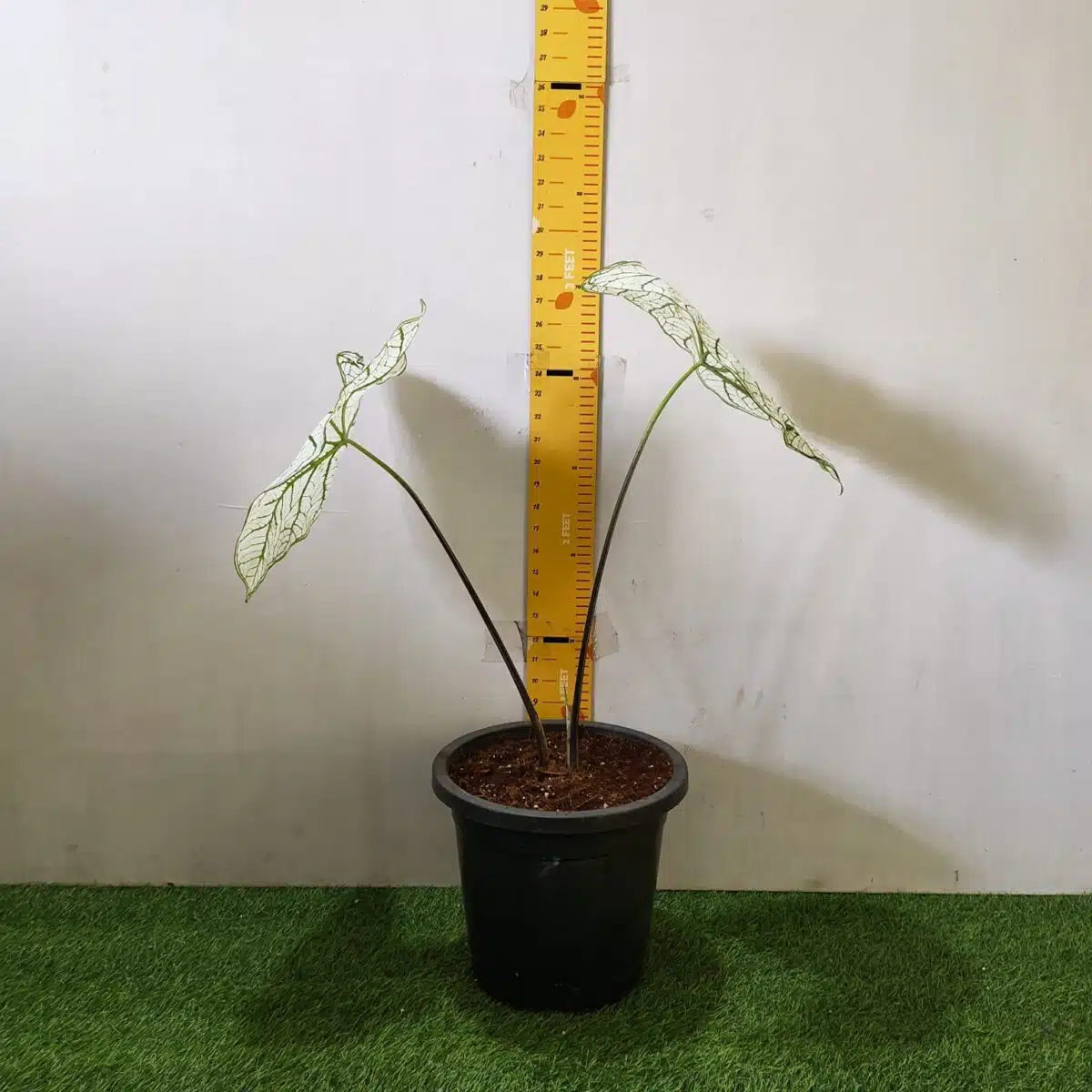 Caladium "Candidum" (Allure) - Image 11