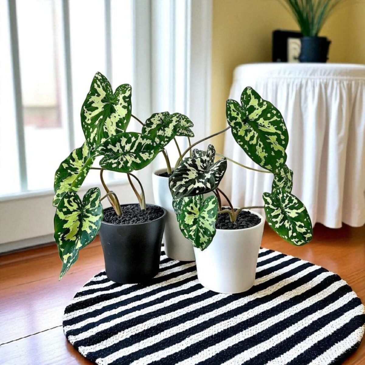 Caladium Praetermissum (Alocasia 'Hilo Beauty') - Image 1