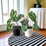 Caladium Praetermissum (Alocasia 'Hilo Beauty')