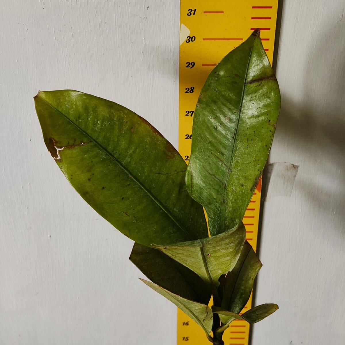 Mangosteen (Garcinia Mangostana) Live Fruit Plants - Image 21