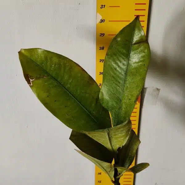 Mangosteen (Garcinia Mangostana) Live Fruit Plants - Image 21
