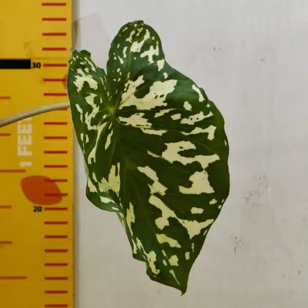 Caladium Praetermissum (Alocasia 'Hilo Beauty') - Image 7