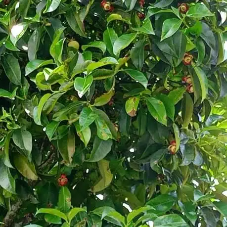 Mangosteen (Garcinia Mangostana) Live Fruit Plants - Image 15