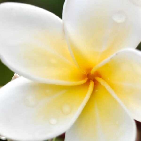 Plumeria White Yellow - Image 5